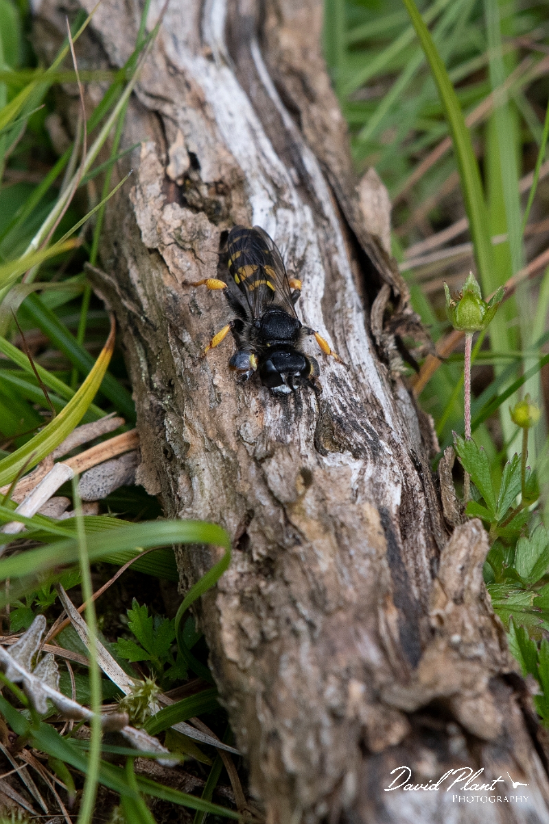 David Plant Photography - Wildlife Photography - Slender bodied digger wasp, Crabro cribrarius - A.jpg - Slender bodied digger wasp, Crabro cribrarius - Devon
