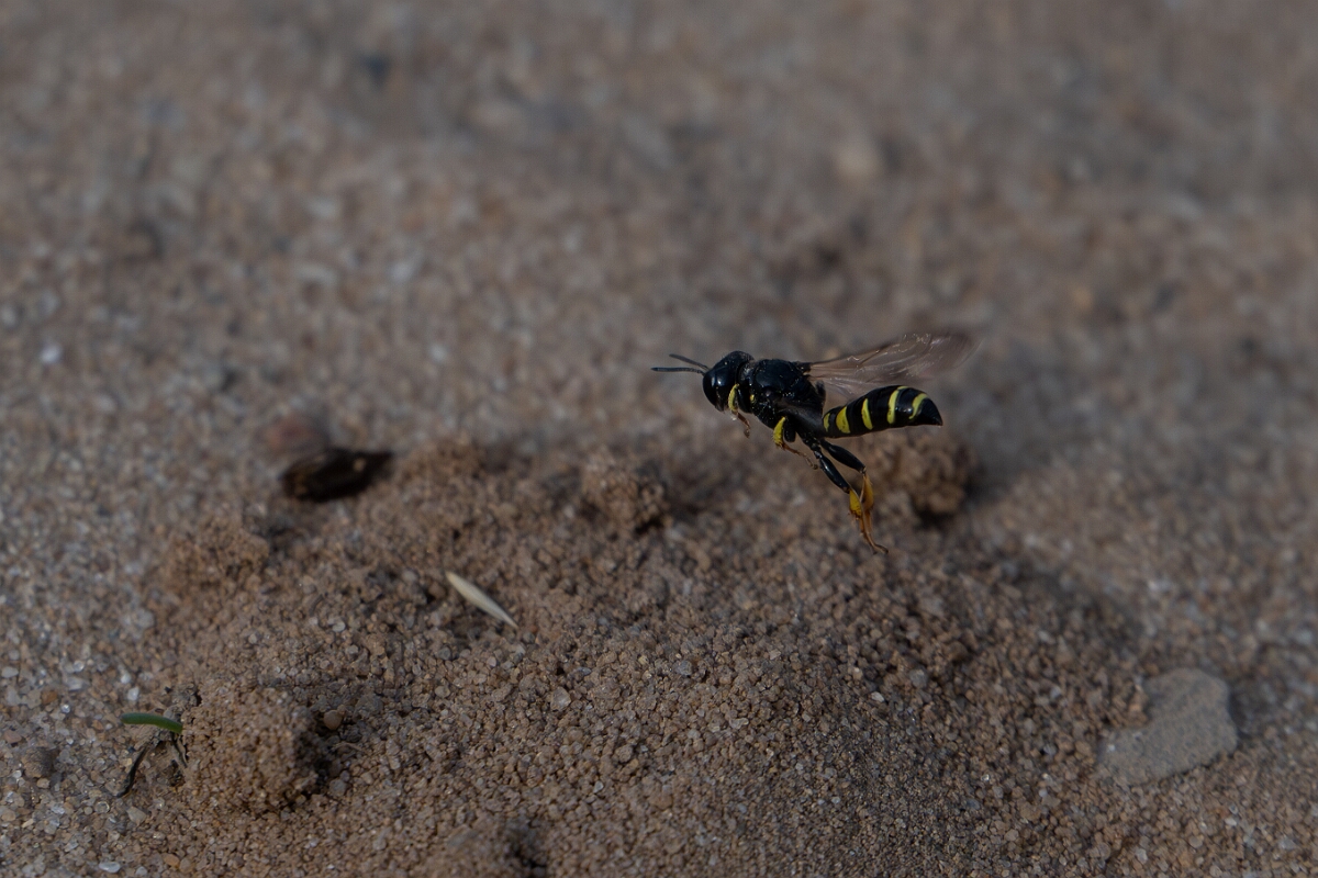 David Plant Photography - Wildlife Photography - Small shield wasp, Crabro scutellatus - B.jpg - Small shield wasp, Crabro scutellatus, in flight - Suffolk