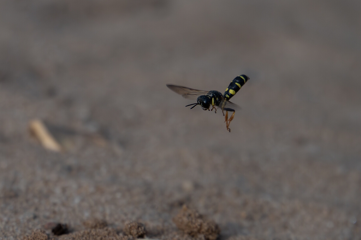 David Plant Photography - Wildlife Photography - Small shield wasp, Crabro scutellatus - D.jpg - Small shield wasp, Crabro scutellatus, in flight - Suffolk