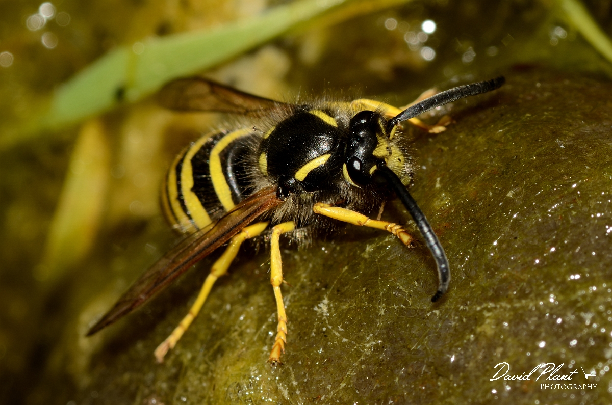 David Plant Photography - Wildlife Photography - Tree wasp, Dolichovespula sylvestris - B.jpg - Tree wasp, Dolichovespula sylvestris - Cotswolds