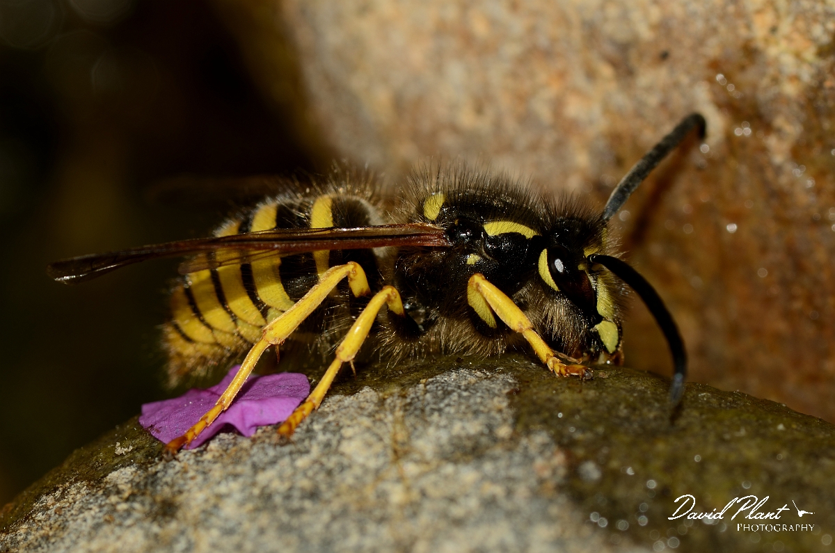 David Plant Photography - Wildlife Photography - Tree wasp, Dolichovespula sylvestris - C.jpg - Tree wasp, Dolichovespula sylvestris - Cotswolds