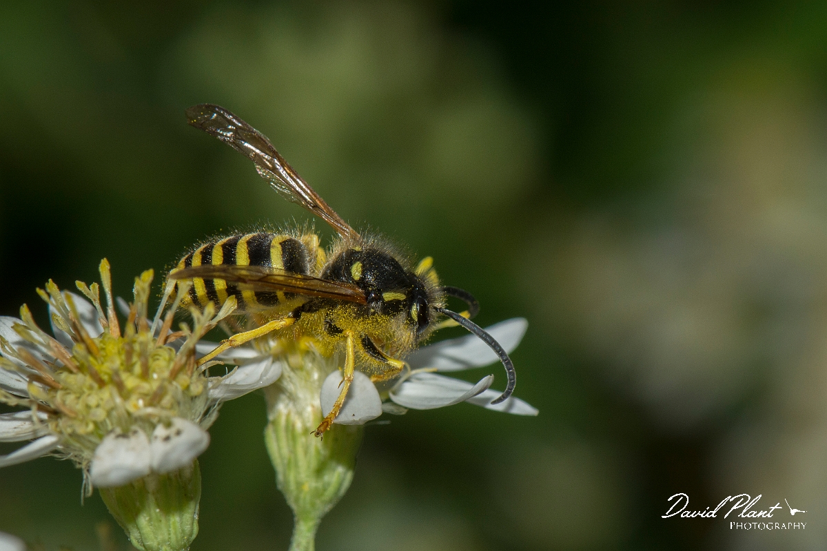 David Plant Photography - Wildlife Photography - Tree wasp, Dolichovespula sylvestris - E.jpg - Tree wasp, Dolichovespula sylvestris - Cotswolds