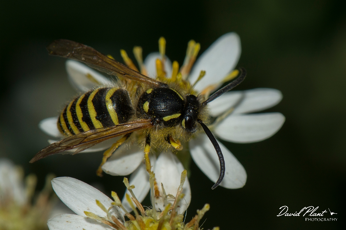 David Plant Photography - Wildlife Photography - Tree wasp, Dolichovespula sylvestris - F.jpg - Tree wasp, Dolichovespula sylvestris - Cotswolds