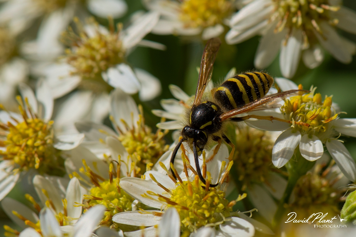 David Plant Photography - Wildlife Photography - Tree wasp, Dolichovespula sylvestris - G.jpg - Tree wasp, Dolichovespula sylvestris - Cotswolds