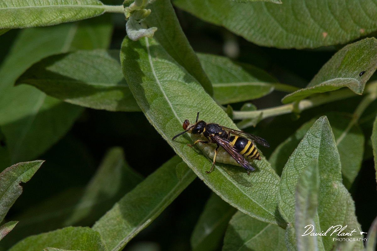 David Plant Photography - Wildlife Photography - Wall mason wasp, Ancistrocerus parietinus - A.JPG - Wall mason wasp, Ancistrocerus parietinus, female with caterpillar prey - Cambridgeshire