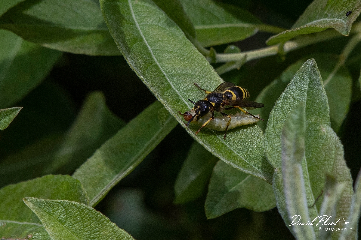 David Plant Photography - Wildlife Photography - Wall mason wasp, Ancistrocerus parietinus - B.JPG - Wall mason wasp, Ancistrocerus parietinus, female with caterpillar prey - Cambridgeshire