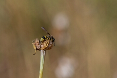David Plant Photography - Wildlife Photography - Ancistrocerus gazella - A