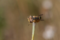 David Plant Photography - Wildlife Photography - Ancistrocerus gazella - B