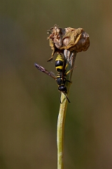 David Plant Photography - Wildlife Photography - Ancistrocerus gazella - C