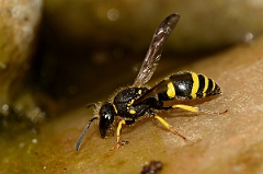 David Plant Photography - Wildlife Photography - Ancistrocerus nigricornis - A