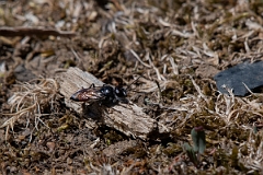 David Plant Photography - Wildlife Photography - Astata boops - A