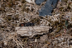 David Plant Photography - Wildlife Photography - Astata boops - B