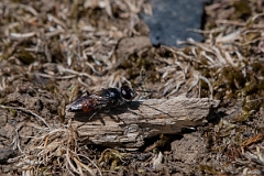 David Plant Photography - Wildlife Photography - Astata boops - C