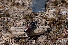 David Plant Photography - Wildlife Photography - Astata boops - D