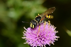 David Plant Photography - Wildlife Photography - Beewolf Philanthus triangulum - C