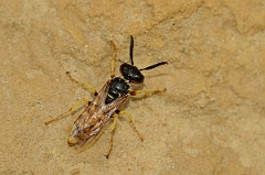 David Plant Photography - Wildlife Photography - Beewolf, Philanthus triangulum - E