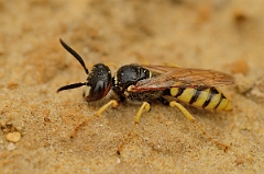 David Plant Photography - Wildlife Photography - Beewolf, Philanthus triangulum - F