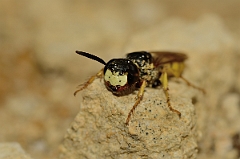 David Plant Photography - Wildlife Photography - Beewolf, Philanthus triangulum - G