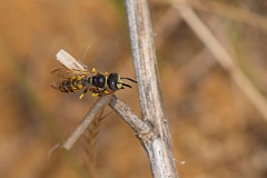 David Plant Photography - Wildlife Photography - Beewolf, Philanthus triangulum - J