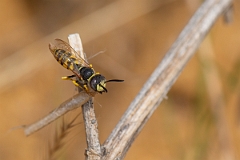 David Plant Photography - Wildlife Photography - Beewolf, Philanthus triangulum - K