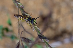 David Plant Photography - Wildlife Photography - Beewolf, Philanthus triangulum - M