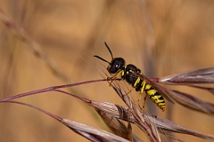 David Plant Photography - Wildlife Photography - Beewolf, Philanthus triangulum - N