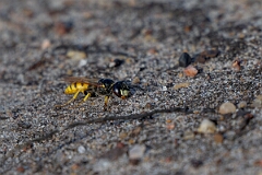 David Plant Photography - Wildlife Photography - Beewolf, Philanthus triangulum - Q
