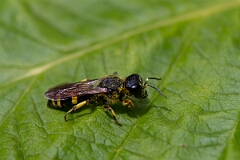 David Plant Photography - Wildlife Photography - Common ectemnius, Ectemnius continuus - A