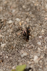 David Plant Photography - Wildlife Photography - Common spiny digger wasp, Oxybelus uniglumis - A