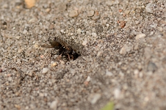 David Plant Photography - Wildlife Photography - Common spiny digger wasp, Oxybelus uniglumis - B