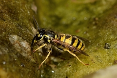 David Plant Photography - Wildlife Photography - Common wasp, Vespula vulgaris - A