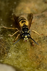David Plant Photography - Wildlife Photography - Common wasp, Vespula vulgaris - B