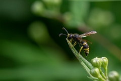 David Plant Photography - Wildlife Photography - Early mason-wasp, Ancistrocerus nigricornis - B