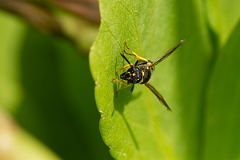 David Plant Photography - Wildlife Photography - Early mason-wasp, Ancistrocerus nigricornis - E