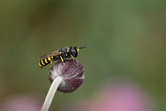 David Plant Photography - Wildlife Photography - Ectemnius cavifrons - A
