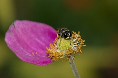 David Plant Photography - Wildlife Photography - Ectemnius cavifrons - B