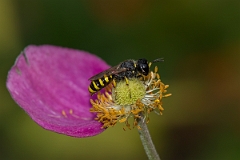 David Plant Photography - Wildlife Photography - Ectemnius cavifrons - C