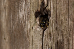 David Plant Photography - Wildlife Photography - Ectemnius cavifrons - D