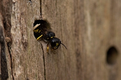 David Plant Photography - Wildlife Photography - Ectemnius cavifrons - F