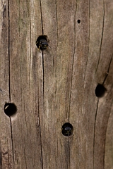 David Plant Photography - Wildlife Photography - Ectemnius cavifrons - H