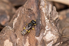 David Plant Photography - Wildlife Photography - Ectemnius cavifrons - I