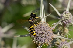 David Plant Photography - Wildlife Photography - Ectemnius cavifrons - K