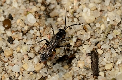 David Plant Photography - Wildlife Photography - Episyron rufipes - A