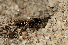 David Plant Photography - Wildlife Photography - Episyron rufipes - B