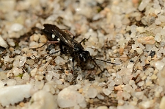 David Plant Photography - Wildlife Photography - Episyron rufipes - C