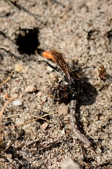 David Plant Photography - Wildlife Photography - Heath sand wasp, Ammophila pubescens - A