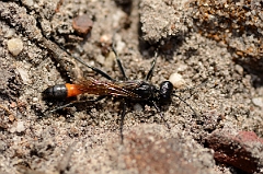 David Plant Photography - Wildlife Photography - Heath sand wasp, Ammophila pubescens - B