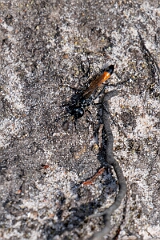David Plant Photography - Wildlife Photography - Heath sand wasp, Ammophila pubescens - E