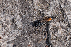 David Plant Photography - Wildlife Photography - Heath sand wasp, Ammophila pubescens - F