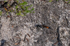 David Plant Photography - Wildlife Photography - Heath sand wasp, Ammophila pubescens - G